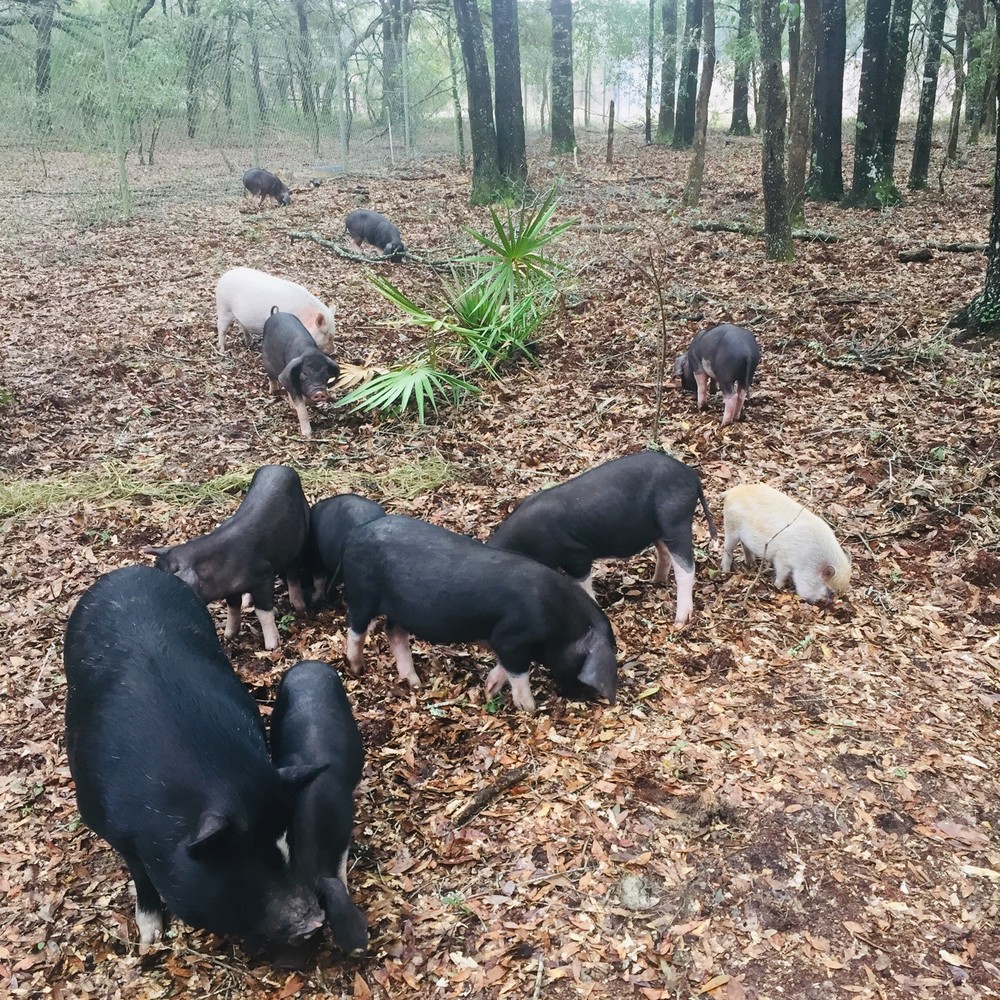 Meet your Posher, High-fence